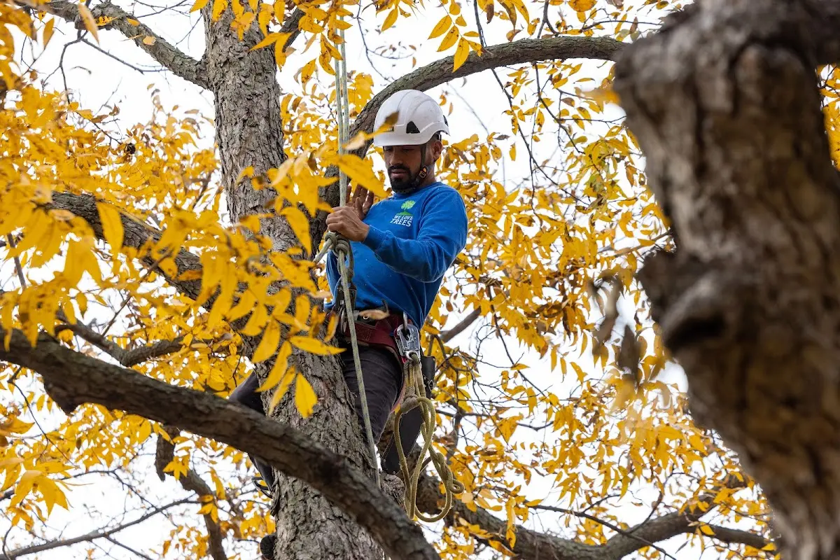 Skilled Tree Pruning crew working in Wawarsing