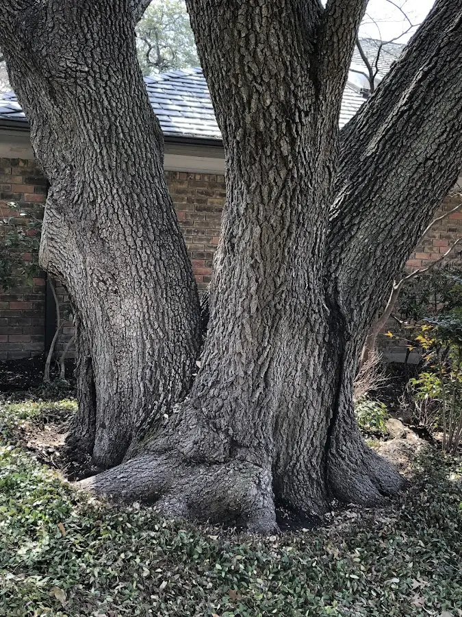 Mature heritage tree close to a Wawarsing property cared for by certified arborists